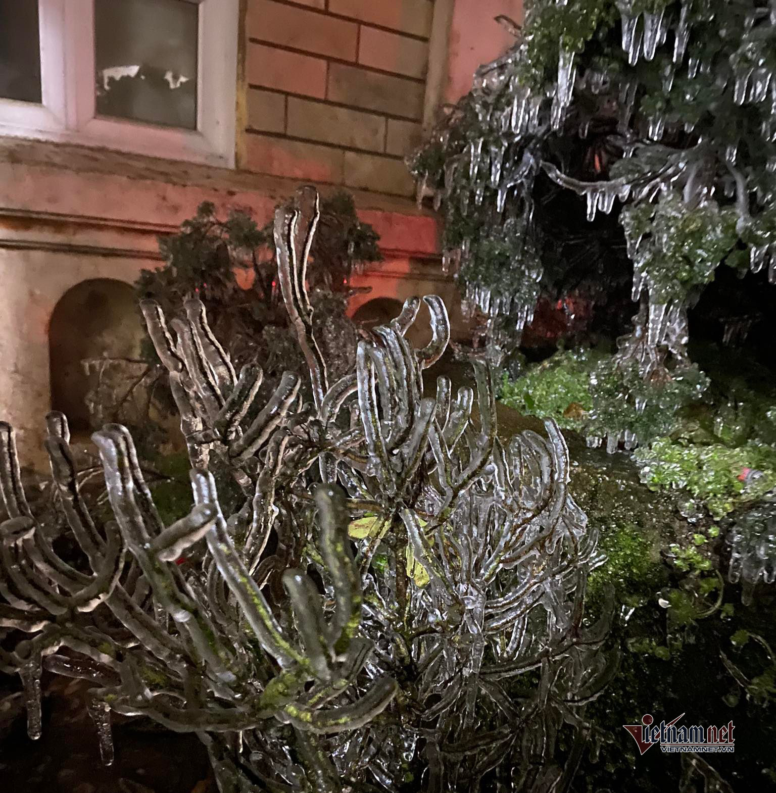 Trên đỉnh Mẫu Sơn vào ban đêm cây nào cũng bị đóng băng. (Ảnh: Cáo Lang Thang)