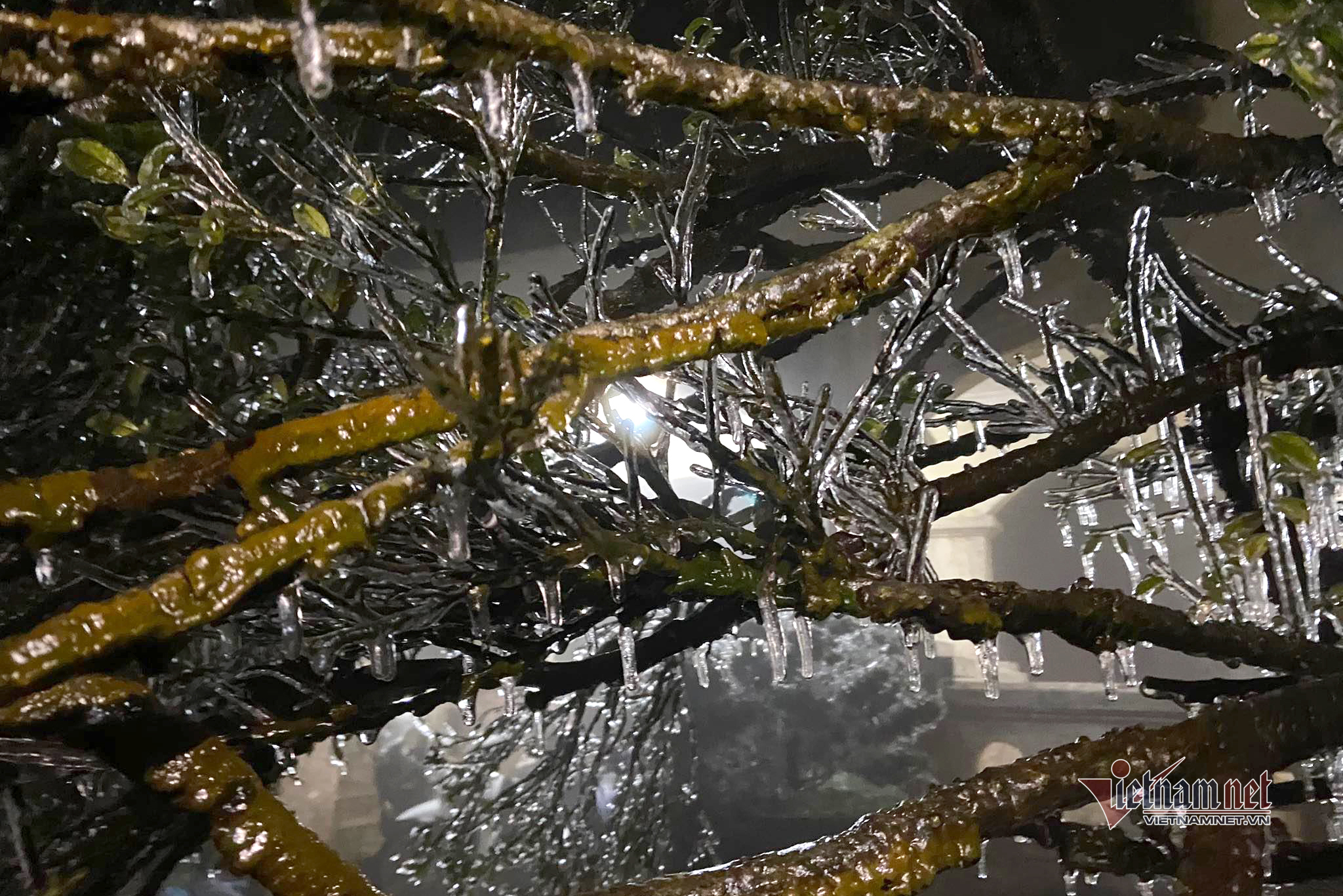 (Ảnh: Cáo Lang Thang)