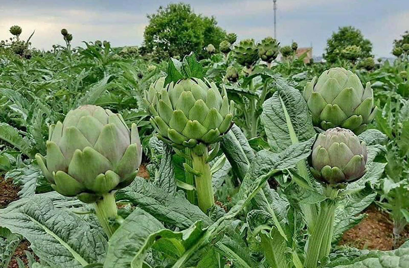 Atiso đang vào mùa hoa nhưng trên thị trường, giá 1kg hoa đắt ngang với thịt bò Mỹ (ảnh: VH) 