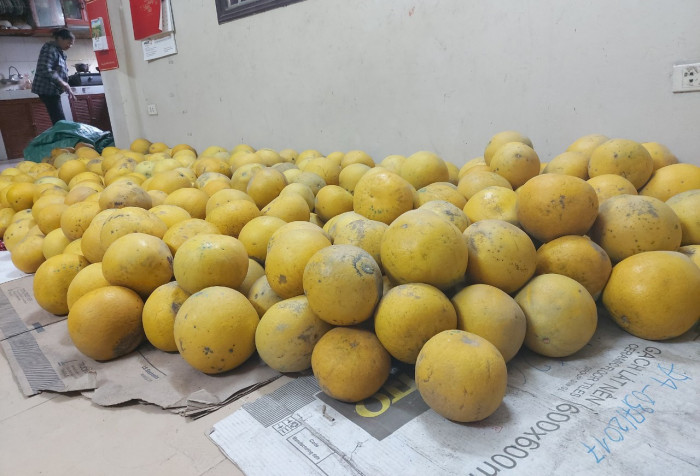 Những năm trước, bưởi Diễn 