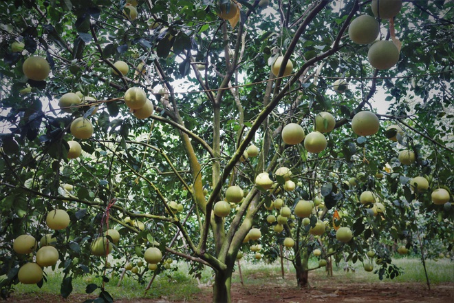 Theo người dân trồng bưởi Diễn lâu năm ở Hà Nội, dịch COVID-19 và ngày càng có nhiều người trồng bưởi Diễn là nguyên nhân khiến loại quả này 
