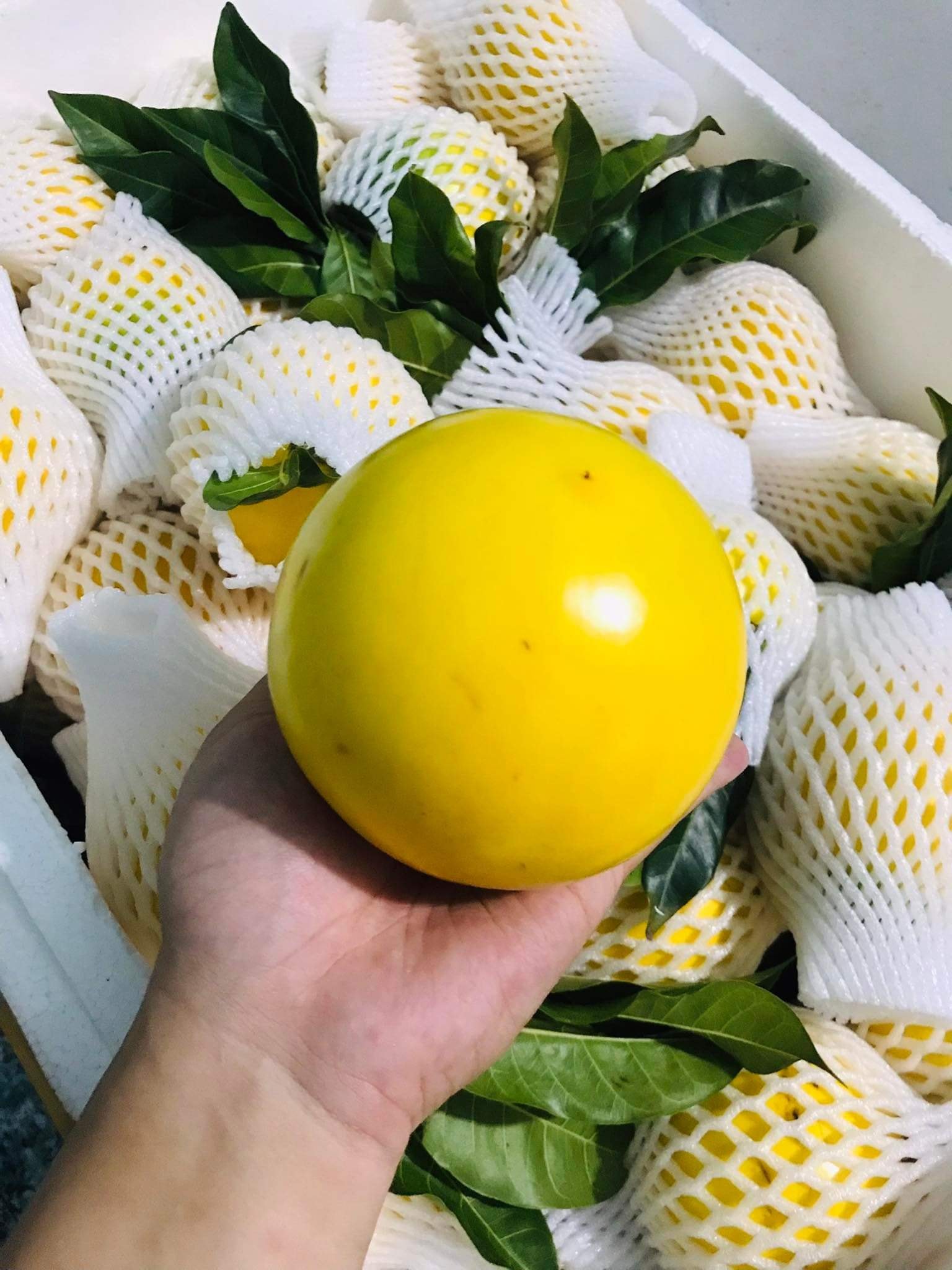 Tại các cửa hàng và chợ truyền thống cho thấy, giá vú sữa vàng khoảng 40.000 - 60.000 đồng/kg, giảm 70% so với tháng 11/2021. Ảnh: Facebook