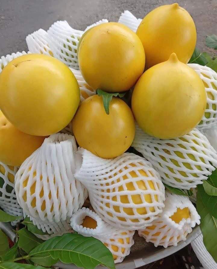 Nguyên nhân rớt giá được cho là lượng hàng mùa thứ 2 tăng cao so với mùa đầu tiên nên nguồn cung dồi dào. Hơn nữa, loại quả này có vị không giống các loại vú sữa truyền thống nên khá kén khách. Ảnh: Facebook