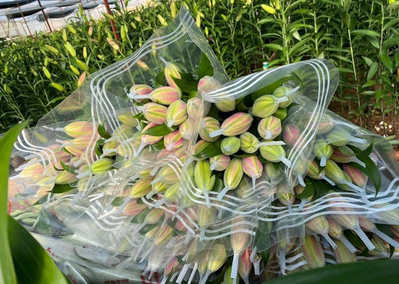 Dù có giá đắt đỏ nhưng một số dòng ly kép vẫn luôn trong tình trạng 