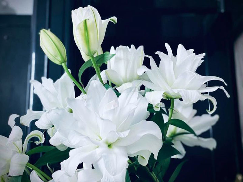 Ly kép trắng và ly kép viền hồng là dòng hoa vô cùng đắt đỏ tại thị trường hoa ngày 8/3.