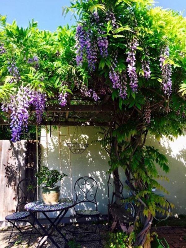 Hoa ngợp lối trong khu vườn của Thúy Nga. Nguồn ảnh: FBNV