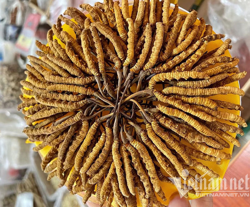 Trên thị trường, đông trùng hạ thảo từ 700 triệu đồng đến 2,8 tỷ đồng/kg vẫn đắt khách mua (ảnh: T.C)