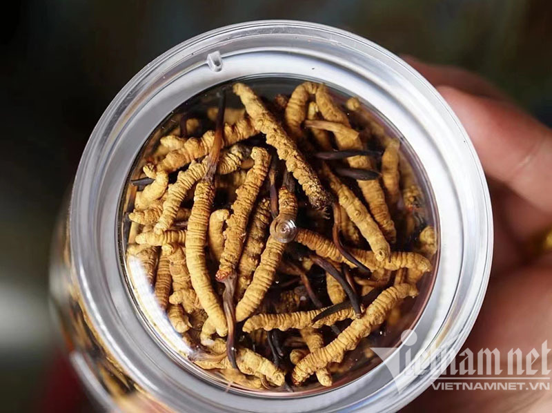 Đông trùng hạ thảo Tây Tạng có giá đắt hơn vàng ròng (ảnh: T.C)