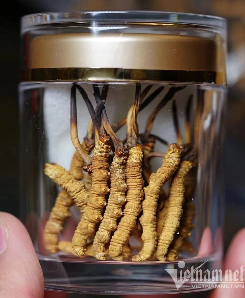 Nhiều gia đình tìm mua mặt hàng này ăn bồi bổ để nhanh chóng phục hồi sức khoẻ hậu F0 (ảnh: T.C)