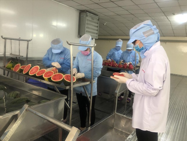 Nhiều doanh nghiệp bị ảnh hưởng vì không thể xuất hàng do chiến sự Nga-Ukraine (ảnh chụp tại Công ty Duy Anh)