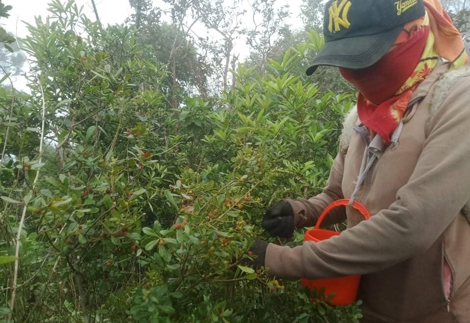 Người dân rủ nhau lên dãy Hoành Sơn hái dâu rừng từ sớm. Ảnh: H.L