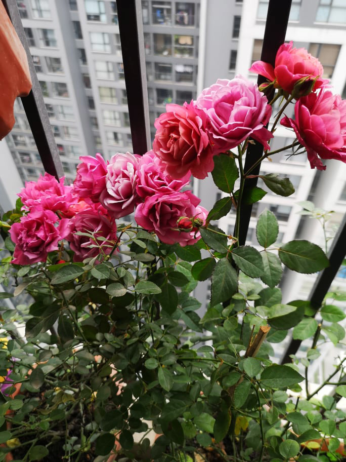 Có ra ở riêng mới biết lòng mẹ chồng 