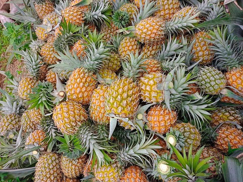 Loại giá mật đặc sản Lào Cai giá chỉ 5.500-9.000 đồng/quả tuỳ trọng lượng