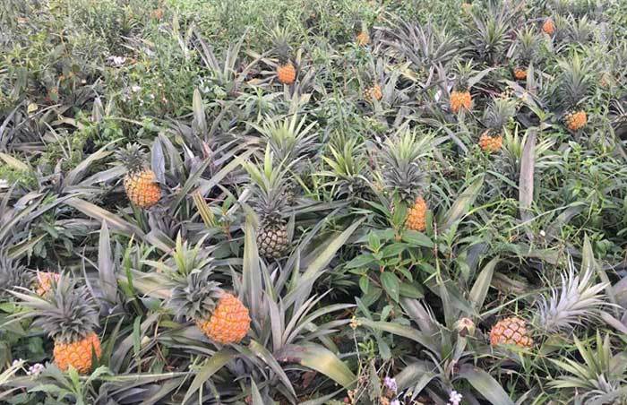 Thủ phủ dứa Mường Khương đang vào vụ thu hoạch rộ, giá dựa giảm mạnh so với vụ trước.