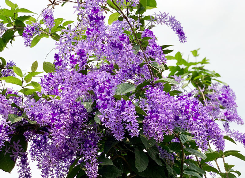 Mai xanh Thái có hoa màu tím đang gây sốt trên thị trường (ảnh: Hằng Ruby)