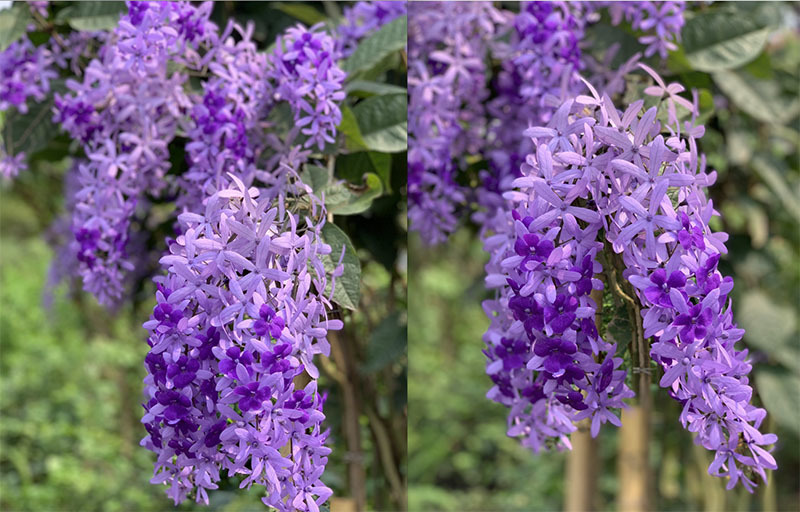 Mai xanh cực kỳ sai hoa. Khi bắt đầu nở chùm hoa sẽ tím lịm (ảnh: Hằng Ruby)