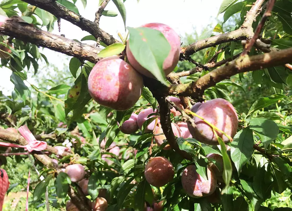 Dân buôn cho biết, với mận hậu vip hàng mua gom được không đủ để trả đơn cho các mối sỉ (ảnh: Q. Hương)