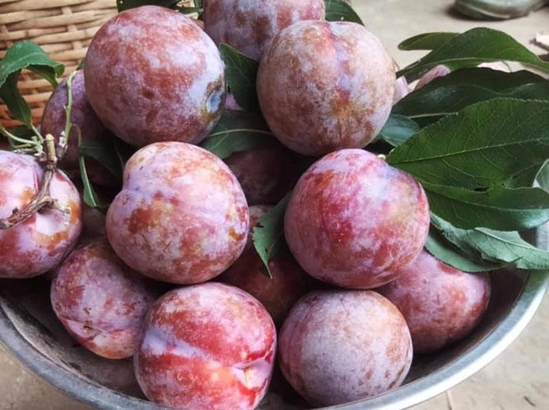 Mận hậu Mộc Châu bước vào đầu vụ thu hoạch, giá bán vô cùng đắt đỏ.