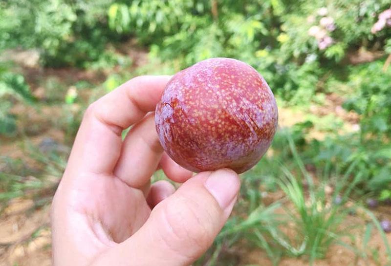 Một quả mận hậu hàng vip giá có thể lên tới 10.000 đồng (ảnh: Q. Hương)