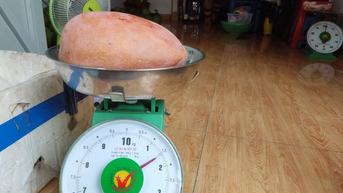 Xoài khổng lồ có trọng lượng hơn 1,5 kg