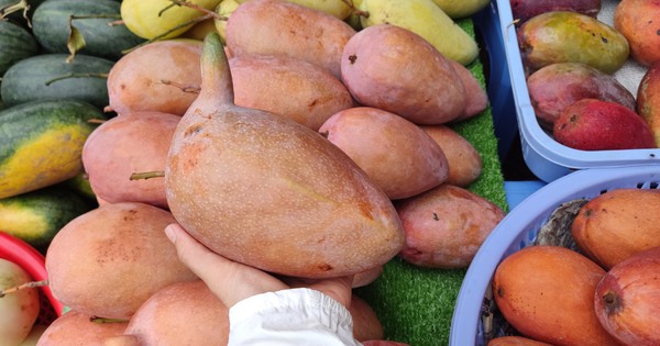 Ngoài kích cỡ khổng lồ, xoài còn có vỏ màu 