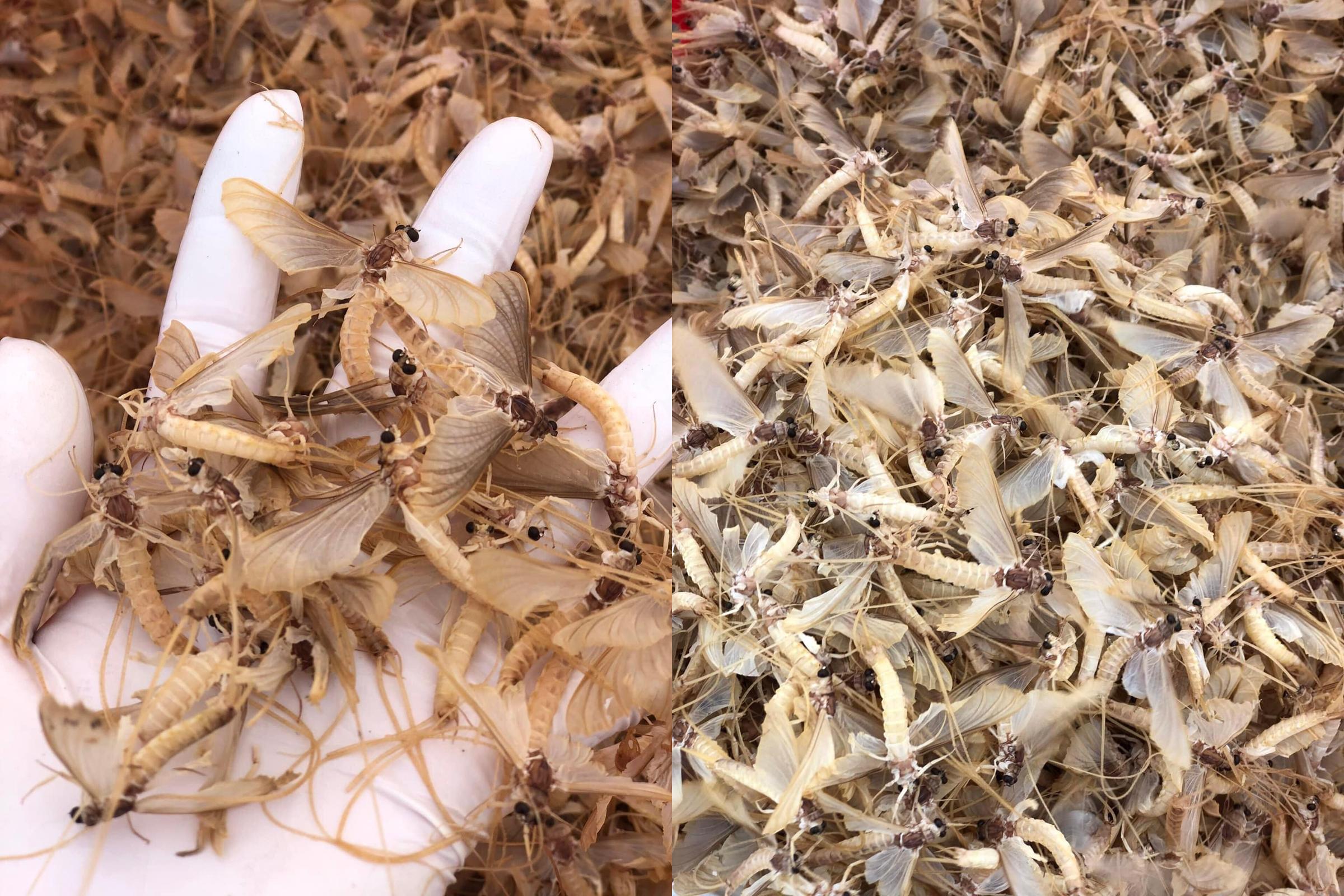 Con vờ là sản vật của sông Hồng được nhiều người săn lùng vài năm trở lại đây. Chúng thường chỉ xuất hiện 3-4 lần/năm (Ảnh: Ngọc Phúng Phính).