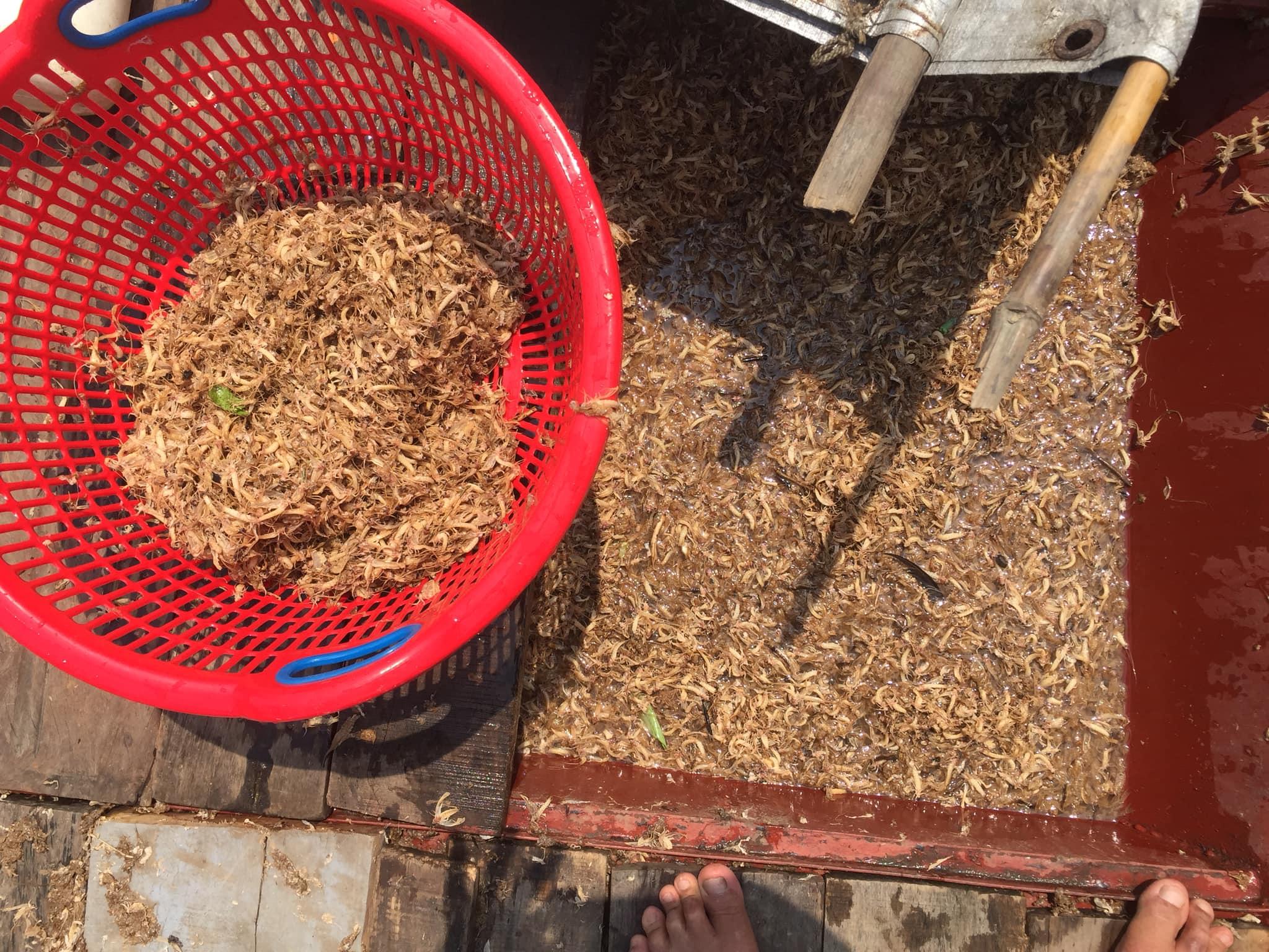 Ngày đầu, vờ thường xuất hiện với số lượng ít nhưng đến sáng hôm sau sẽ bay kín mặt sông. Lúc ấy, người dân chài phải đánh bắt thật nhanh mới xuể (Ảnh: Tùng Đào).