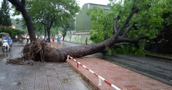 Cây xanh bật gốc, ngã xuống đường. Ảnh: N.B.T