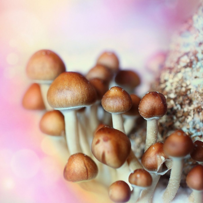 Chất psilocybin có thể giúp những người trầm cảm giảm suy nghĩ tiêu cực.