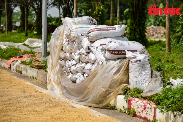 Bà con tranh thủ thời tiết nắng ráo phơi thóc lúa