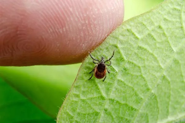 Bệnh lây truyền qua bọ ve. Ảnh minh họa: Medical News Today