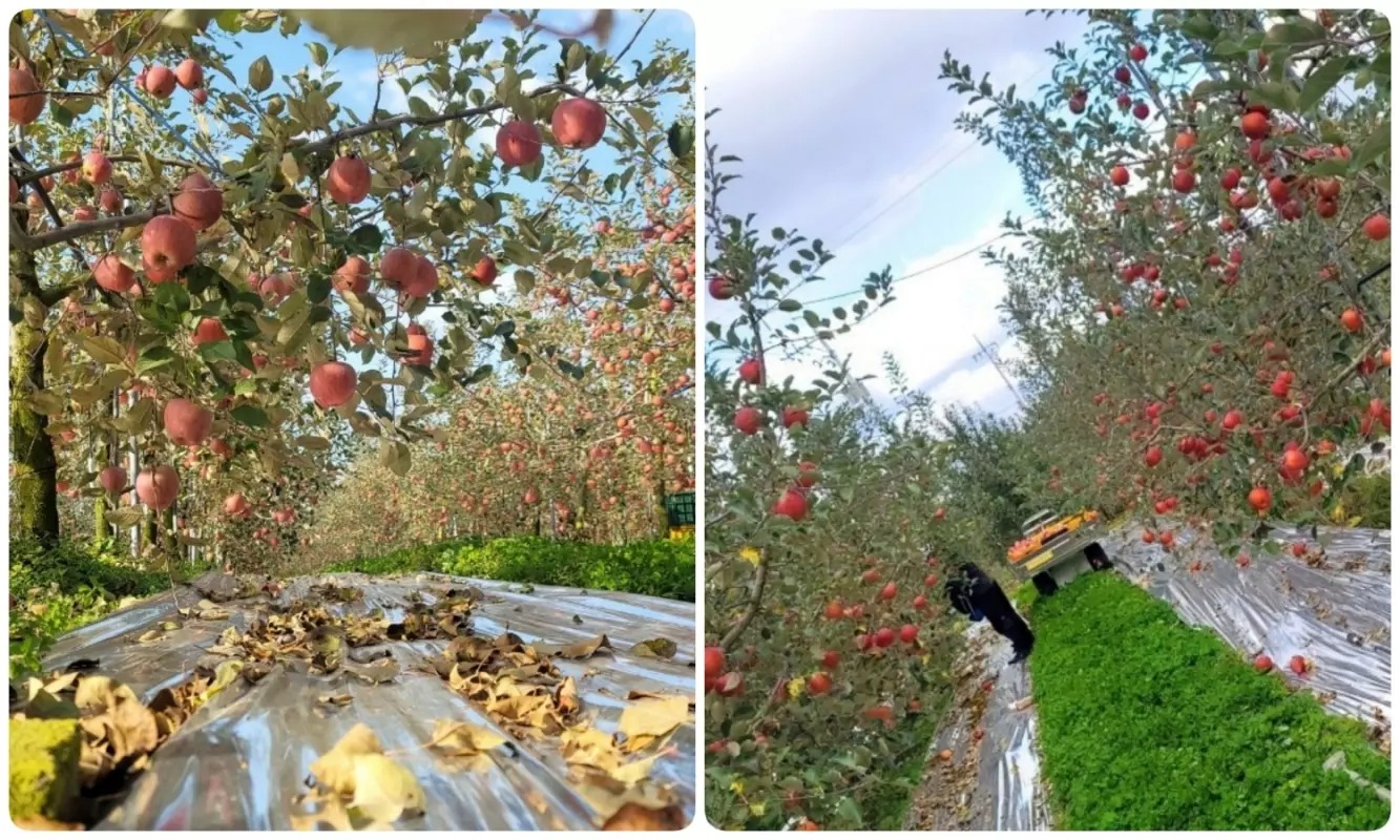  Vườn táo trĩu quả của cô dâu Việt và chồng Hàn.