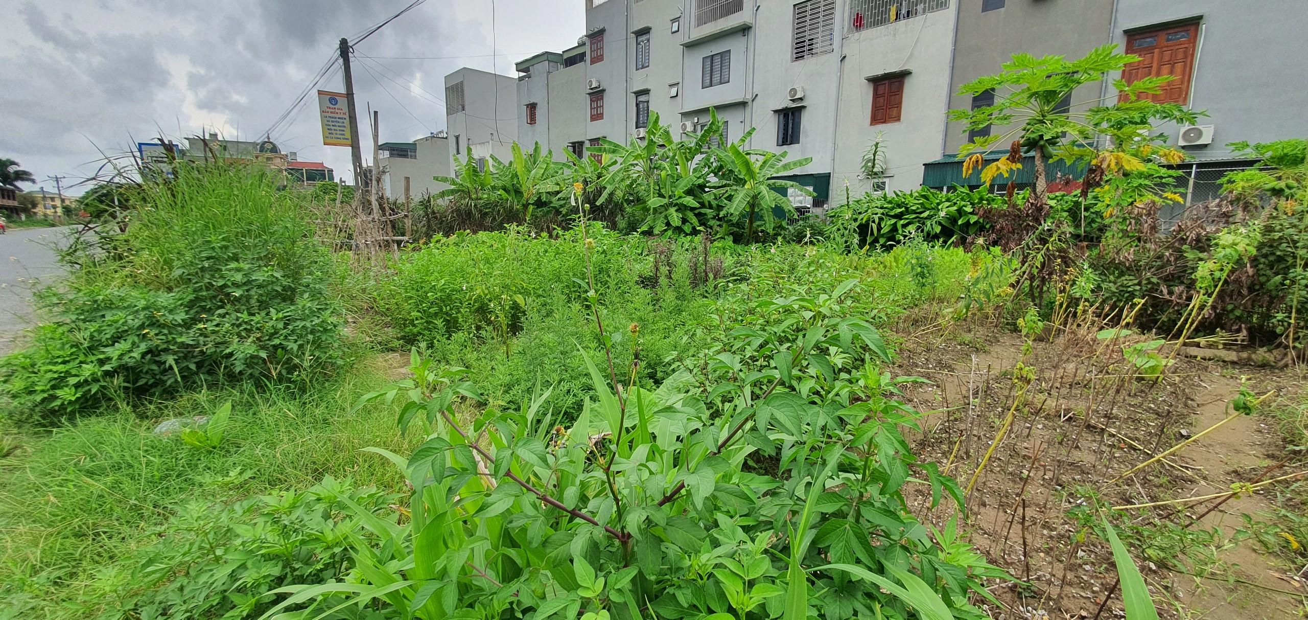 Cỏ dại mọc cao lút bên trong khu dân cư bỏ hoang