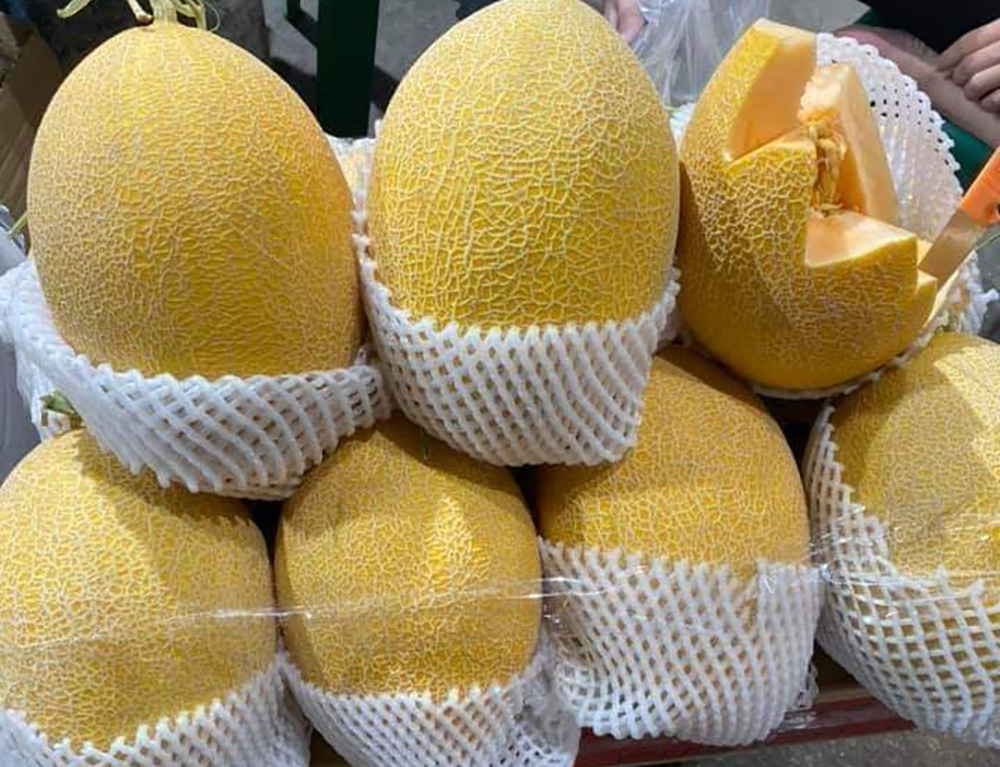 Dưa lưới Trung Quốc trái to nhưng giá lại rất rẻ so với hàng Việt.