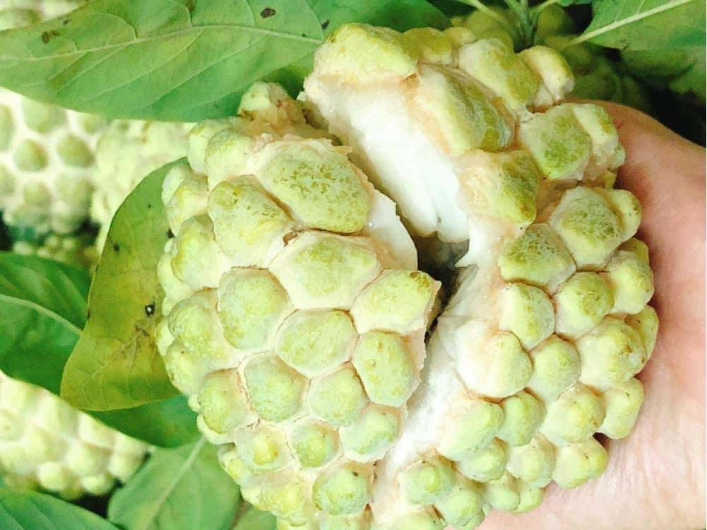 Loại na này có giá vô cùng đắt đỏ, có nơi bán giá 240.000 đồng/kg.