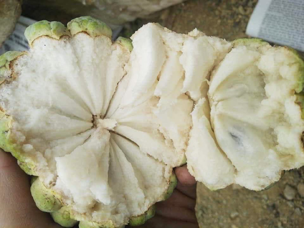 Na bở có vị ngọt thanh được người tiêu dùng Thủ đô ưa chuộng.