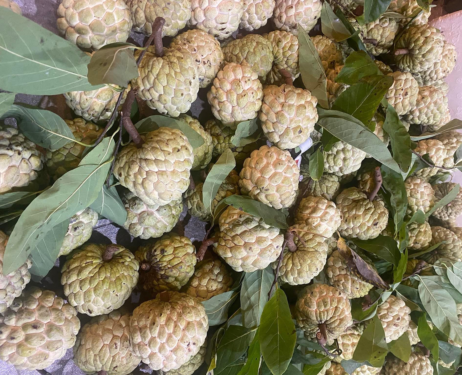 Khách sỉ tranh nhau đặt mua, vườn hái không kịp bán.