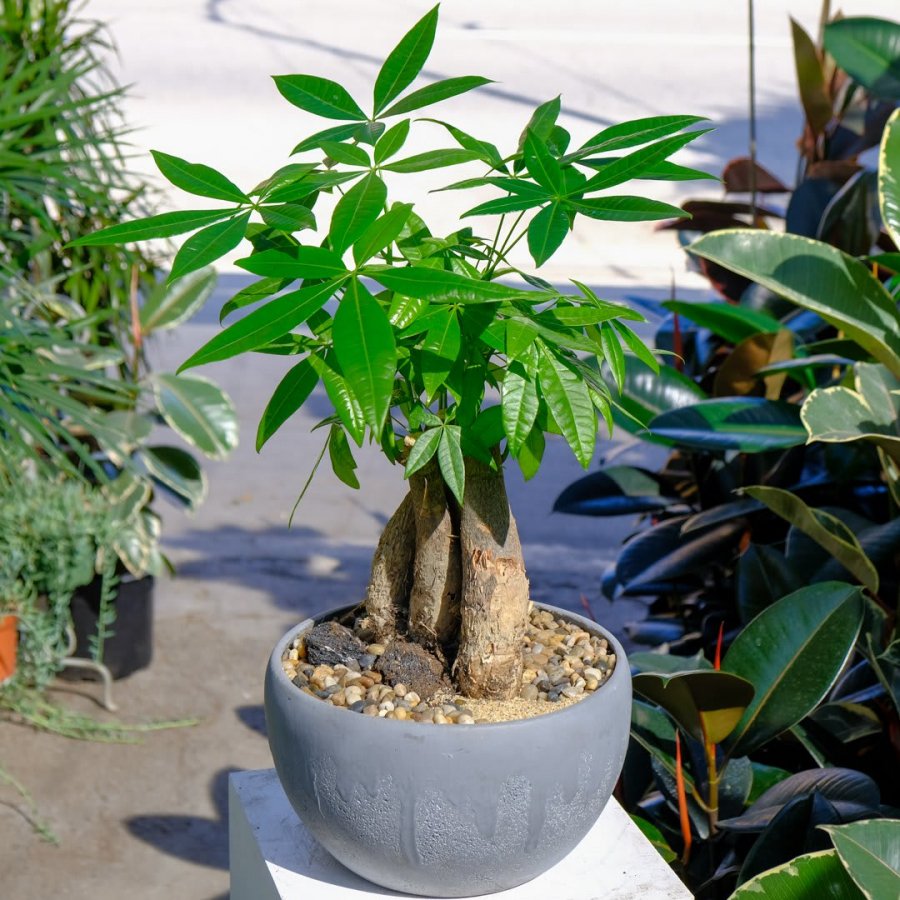 Nhà giàu thích trồng 3 loại hoa phát tài, hoa nở tới đâu lộc theo tới đó-1