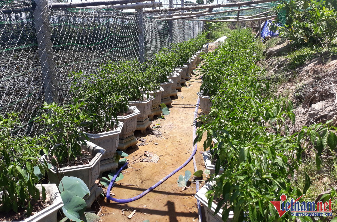 Ớt xanh được trồng tự nhiên trong các chậu hoặc đất cát ở phường Điện Ngọc, trở thành đặc sản của Đà Nẵng. Ảnh: A.C