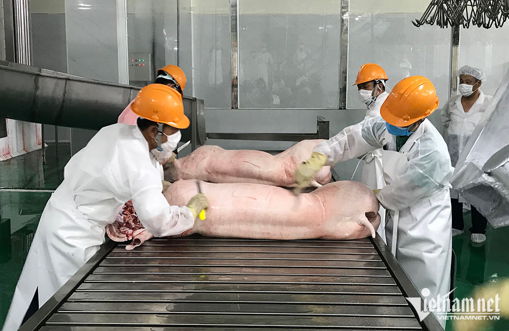 Giá lợn hơi giảm xuống mức thấp nhưng tiêu thụ thịt lợn vẫn chậm. (Ảnh: Tâm An)