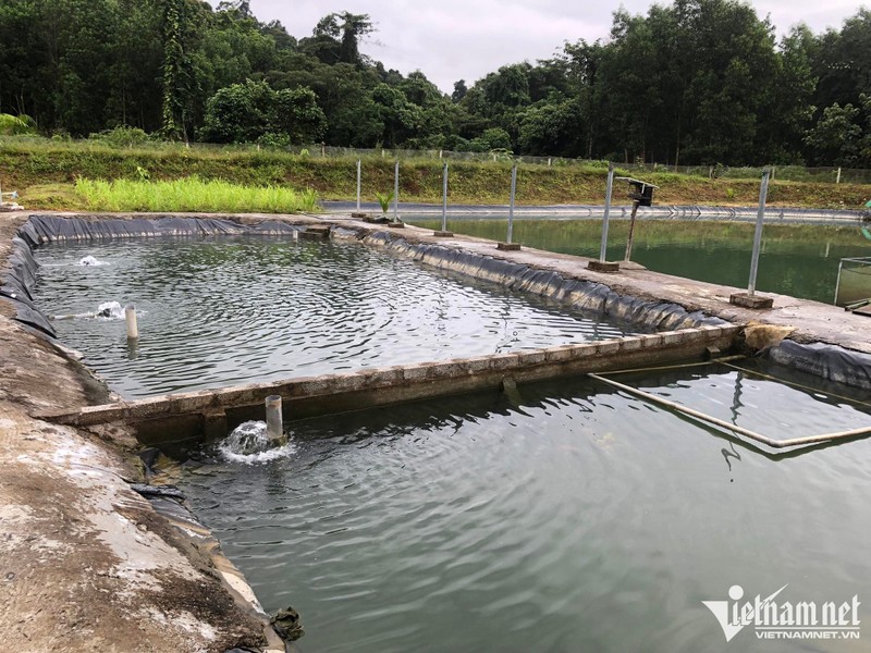 Khu vực nuôi cá tầm phải xây dựng được hệ thống dẫn nước tuần hoàn, đảm bảo ô xi cho cá