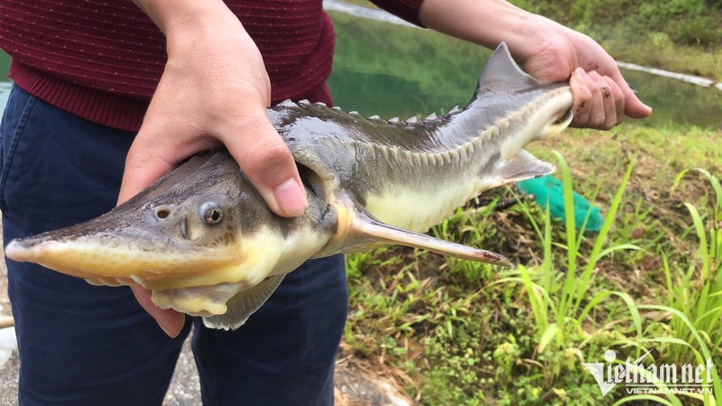 Mỗi kg cá tầm dao động từ 250.000-300.000 đồng