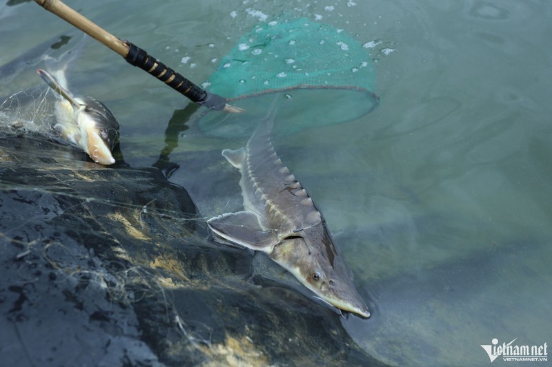Sau khi cá phát triển, ông Tân đã thả lưới, hoặc dùng vợt bắt cá bán lại cho khách hàng có nhu cầu