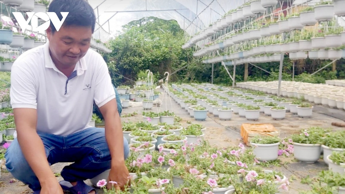 Hơn 20.000 ngàn chậu hoa phục vụ thị trường Tết của anh Phạm Văn Hùng, ở xã Hoà Phong, huyện Hoà Vang bị ngập, hư hỏng.