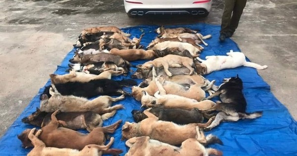 Hàng chục con chó của người dân ở Quảng Nam bị nhóm của Phát ăn trộm Ảnh: Facebook