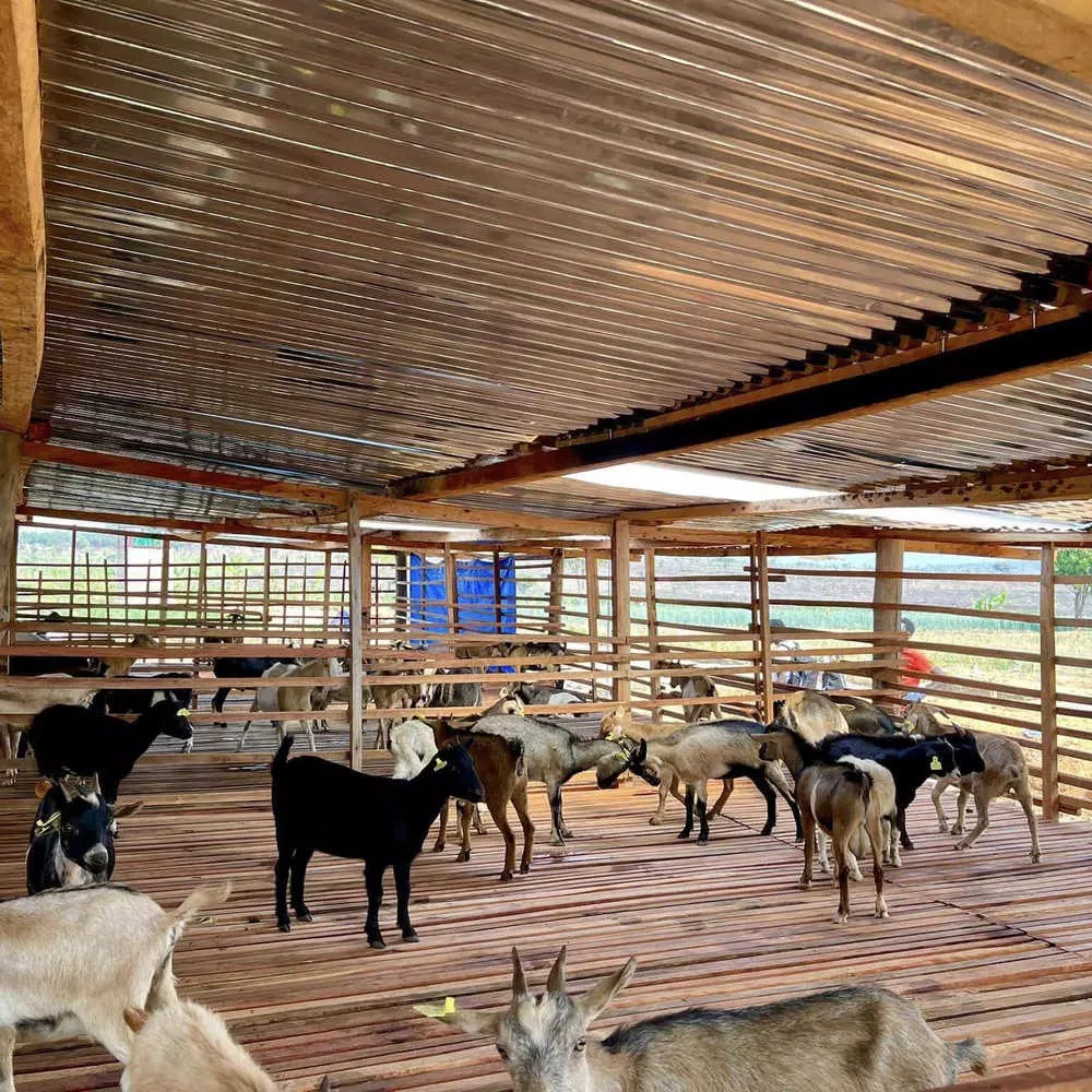 Ngoài ra, nam Youtuber còn chi thêm hơn 2 tỷ để mua giống cây, gia súc, thuê nhân công,... để phục vụ cho việc sản xuất nông nghiệp.