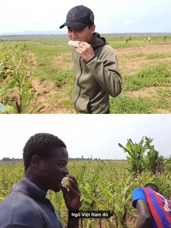 Giống ngô nếp đến từ Việt Nam sau khi trồng thử nghiệm ở trang trại của Quang Linh cho kết quả tốt. Bắp ngô to, hạt mẩy, còn có thể ăn sống.