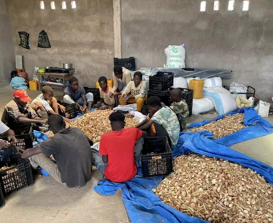 Hành sẽ được phơi khô, một phần làm giống, số còn lại sau đó mang bán cho mọi người.