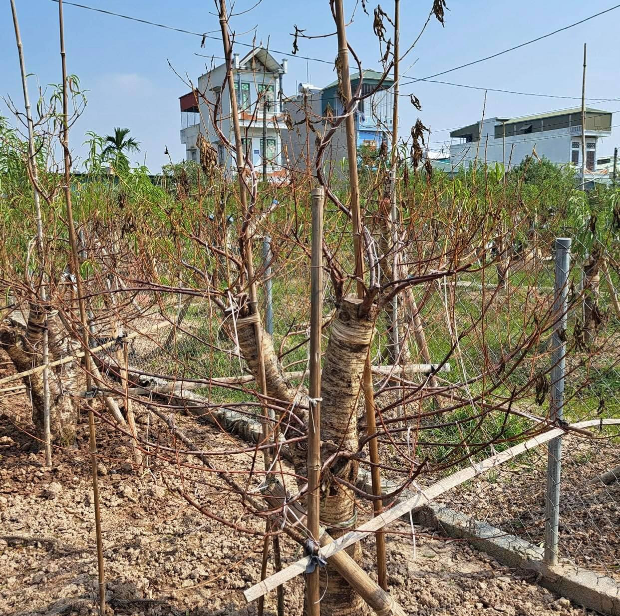 Cây đào giá trị héo khô. Ảnh: Hồng Thắm