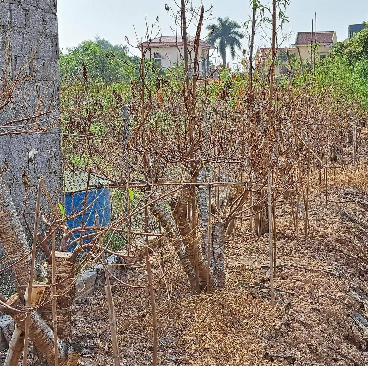 Hiện tượng đào chết chưa dừng lại, khiến người dân lo lắng. Ảnh: Hồng Thắm